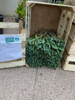 Plants de poireau 'solaise' bio botte de 50