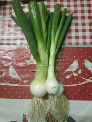 Botte d'oignons blancs nouveaux bio