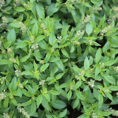 Basilic citronné en pot