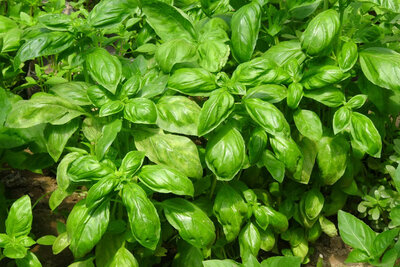 Basilic 'grand vert' en pot