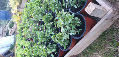 Basilic 'réglisse' en pot