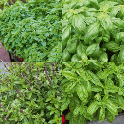 Basilic en pot : 3 saveurs