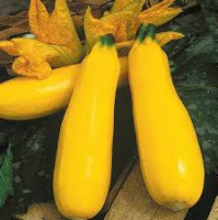Courgettes jaunes