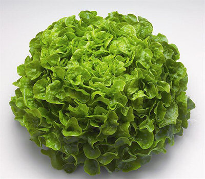 Laitue feuille de chene blonde