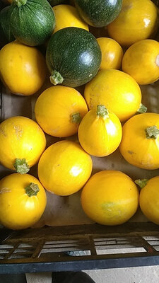 Courgette ronde jaune