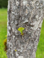 Houmous du samouraï