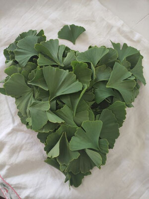 Ginkgo vaillant pesto- « improb’ arbre »