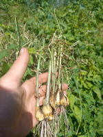 Petite echalotte grise