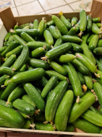 Mini-concombres apéro sans traitement