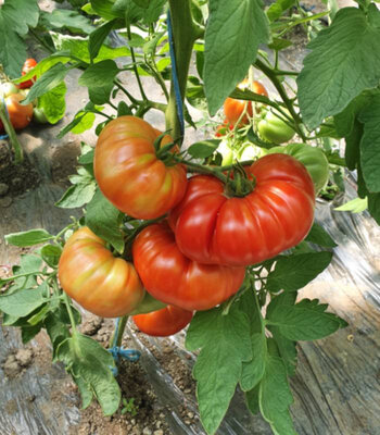 Tomates supersteak