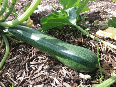 Courgette black beauty