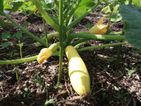Courgette yellow