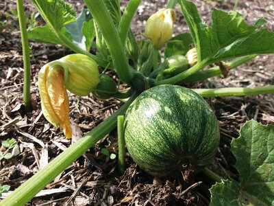 Courgette ronde