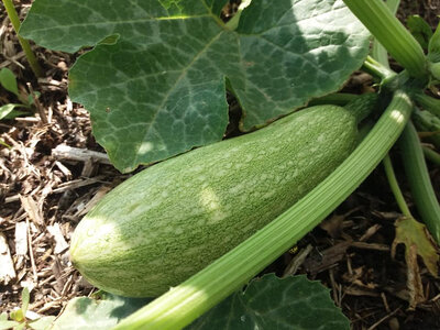 Courgette génovese