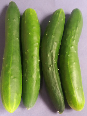 Lot 2 concombres bio-