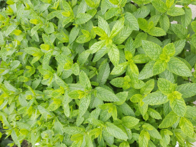 Menthe