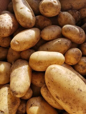 Pommes de terre nouvelles