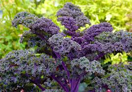 Chou kale rouge