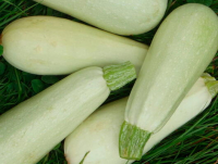 Courgette blanche