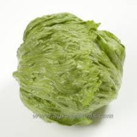 Laitue iceberg 'diamentinas'