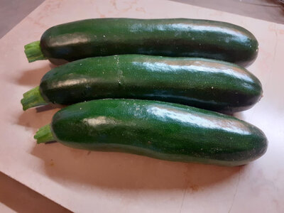 Courgette bio