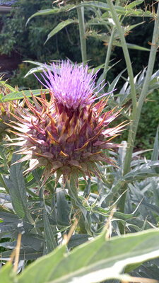 Fleur de cardon