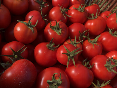 Tomate cobra