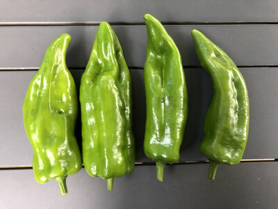 Lot de 4 poivrons verts longs bio