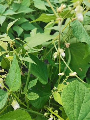 Haricots verts