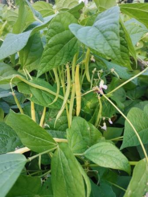 Haricots beurre