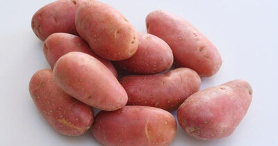 Pomme de terre rouge cherie