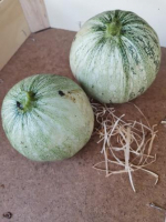 Courgette ronde