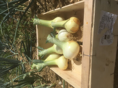Oignons jaunes bio