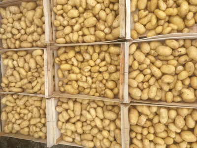 Pommes de terre bio monalisa (cagette 5 kg)
