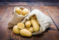 Pomme de terre nouvelle charlotte