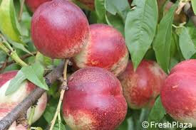 Nectarine blanche