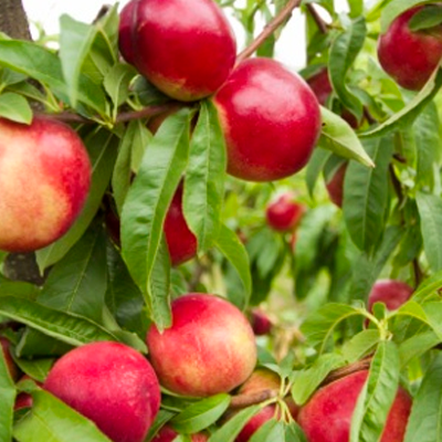 Nectarine jaune