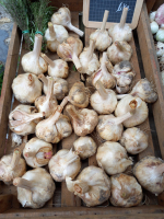 Ail blanc sec (100gr)