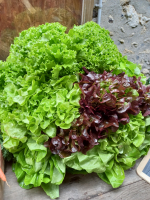 Salade feuille de chêne rouge