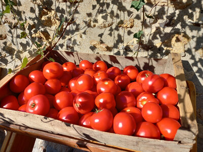 Tomate ronde rouge