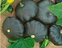 Pâtissons verts scallopinni