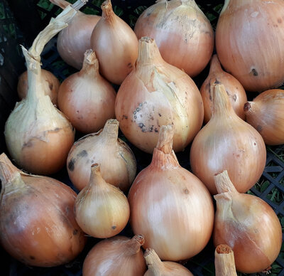 Oignons jaunes (petit calibre)