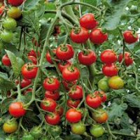 Tomates 'spéciale apéro'