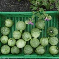 Courgette ronde