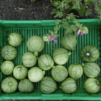 Courgette ronde