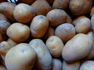 Pommes de terre nouvelles