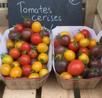 Tomates cerises
