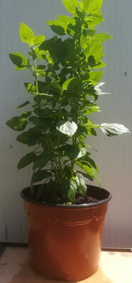 Basilic grec (un des meilleurs) pot de 17 cm