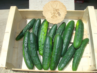Concombre bio
