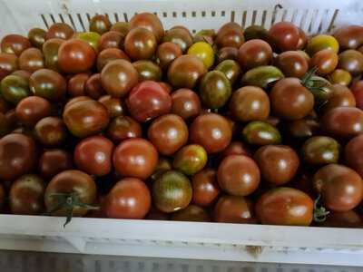 Tomates cocktail